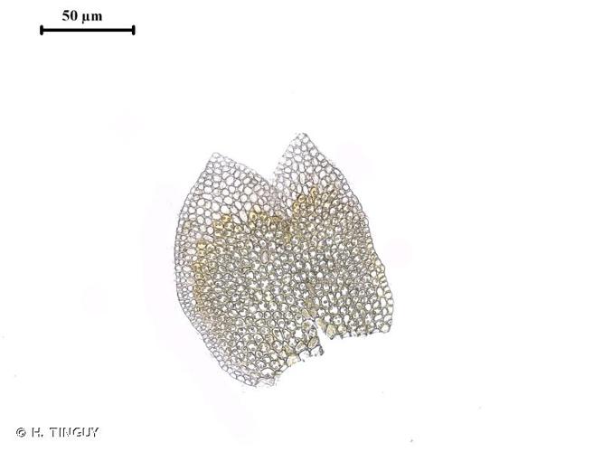 <i>Gymnomitrion concinnatum</i> (Lightf.) Corda, 1830 © H. TINGUY