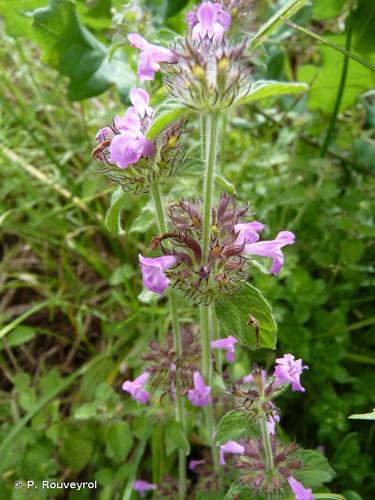 <i>Clinopodium vulgare</i> L., 1753 © P. Rouveyrol