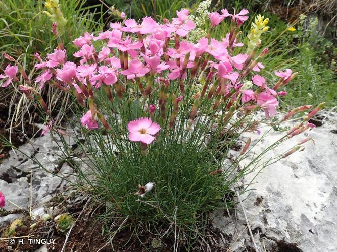 <i>Dianthus saxicola</i> Jord., 1852 © H. TINGUY