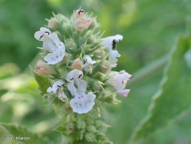 <i>Nepeta cataria</i> L., 1753 © Y. Martin