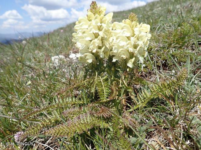 <i>Pedicularis comosa</i> L., 1753 © H. TINGUY