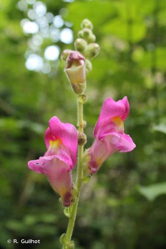 <i>Antirrhinum majus </i>L., 1753 subsp.<i> majus</i> © R. Guilhot