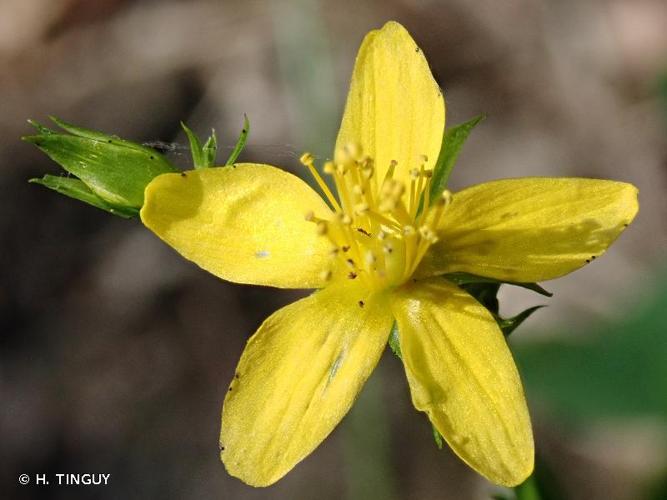 <i>Hypericum tetrapterum</i> Fr., 1823 © H. TINGUY