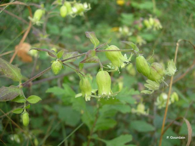 <i>Silene baccifera</i> (L.) Roth, 1788 © P. Gourdain