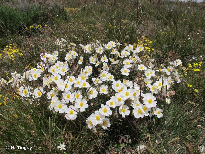 <i>Helianthemum apenninum </i>(L.) Mill., 1768 subsp.<i> apenninum</i> © H. Tinguy