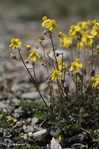 <i>Helianthemum canum</i> (L.) Baumg., 1816 © O. Nawrot