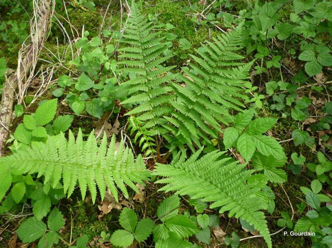 <i>Dryopteris filix-mas</i> (L.) Schott, 1834 © P. Gourdain