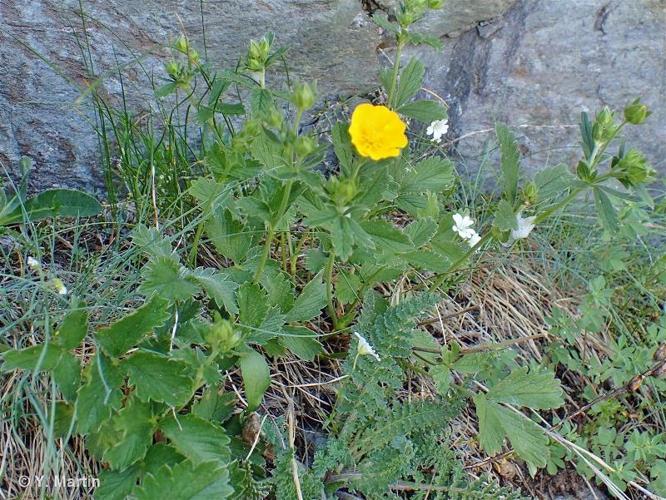 <i>Potentilla grandiflora</i> L., 1753 © 