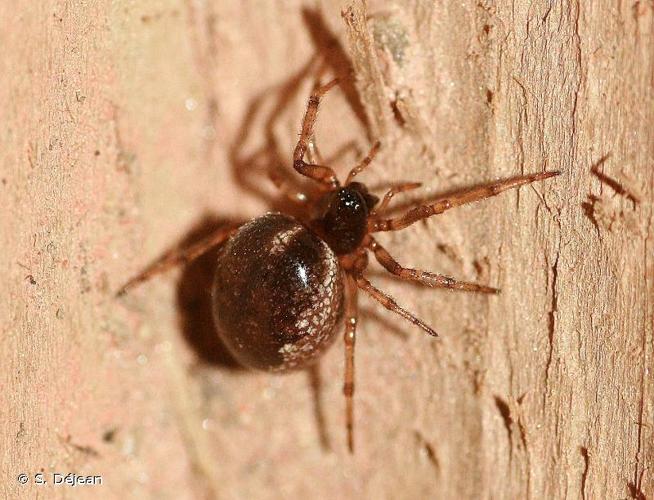 <i>Enoplognatha mandibularis</i> (Lucas, 1846) © S. Déjean