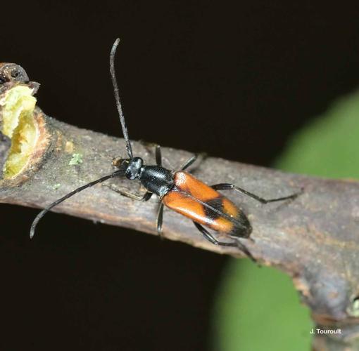 <i>Stenurella bifasciata</i> (Müller, 1776) © J. Touroult