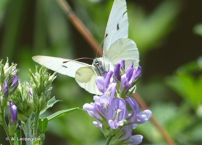 <i>Pieris rapae</i> (Linnaeus, 1758) © A. Lacoeuilhe