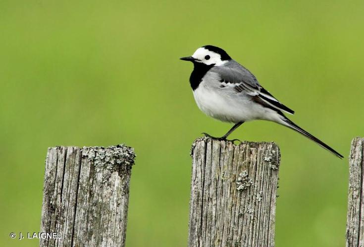 <i>Motacilla alba</i> Linnaeus, 1758 © J. LAIGNEL