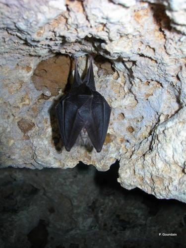 <i>Rhinolophus hipposideros</i> (Borkhausen, 1797) © P. Gourdain