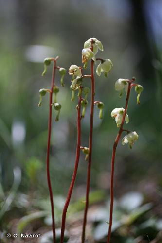 <i>Pyrola chlorantha</i> Sw., 1810 © O. Nawrot