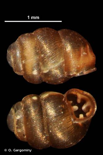 <i>Vertigo substriata</i> (Jeffreys, 1833) © O. Gargominy