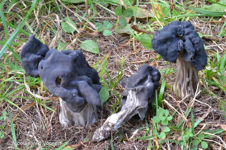 <i>Helvella lacunosa</i> Afz. : Fr., non (Pers.) © Nicolas Van Vooren