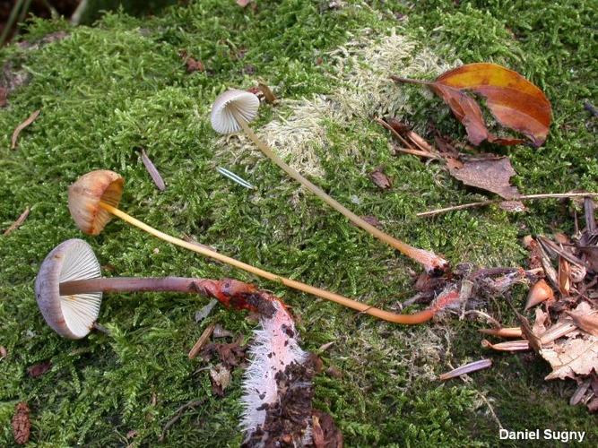 <i>Mycena crocata</i> (Schrad. : Fr.) Kumm. © D. Sugny