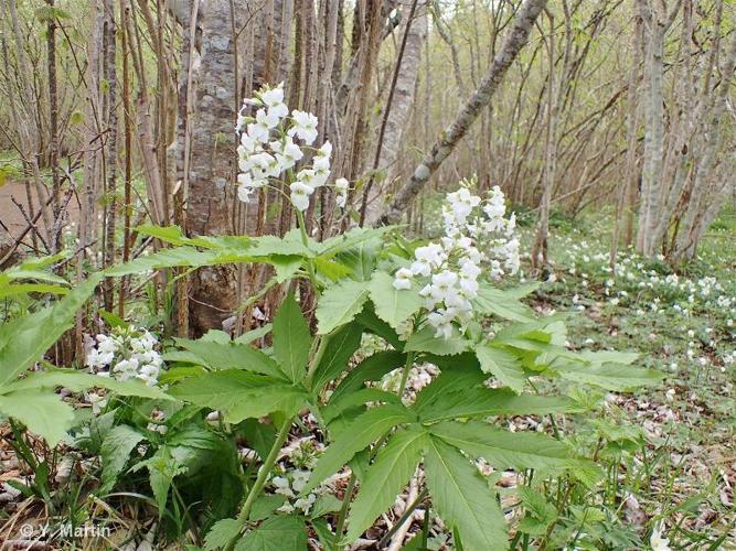 <i>Cardamine heptaphylla</i> (Vill.) O.E.Schulz, 1903 © 