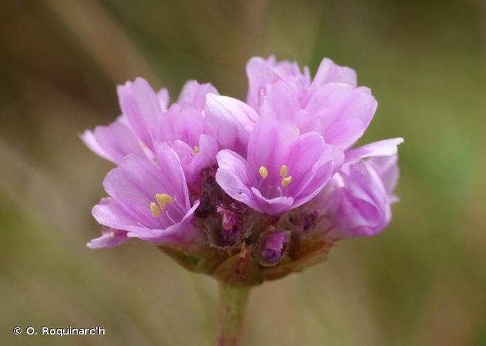 <i>Armeria maritima</i> (Mill.) Willd., 1809 © O. Roquinarc'h