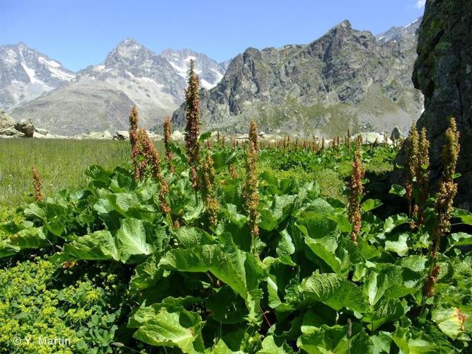 <i>Rumex alpinus</i> L., 1759 © 