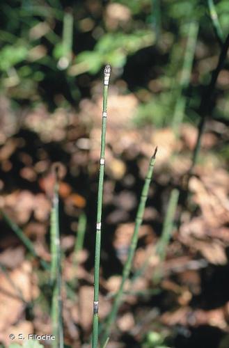 <i>Equisetum hyemale</i> L., 1753 © S. Filoche