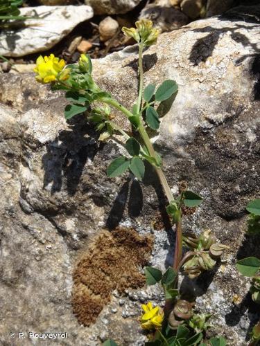 <i>Medicago suffruticosa </i>subsp.<i> leiocarpa</i> (Benth.) Urb., 1873 © P. Rouveyrol