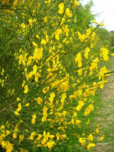 <i>Cytisus scoparius</i> (L.) Link, 1822 © P. Gourdain