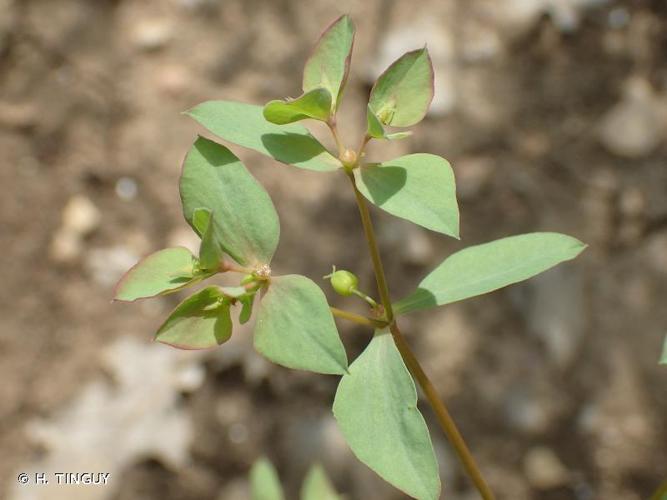 <i>Euphorbia falcata</i> L., 1753 © H. TINGUY