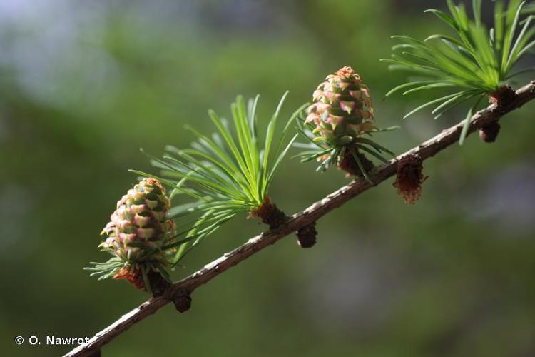 <i>Larix kaempferi</i> (Lindl.) Carrière, 1856 © O. Nawrot