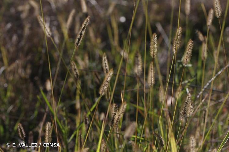 <i>Setaria pumila</i> (Poir.) Roem. & Schult., 1817 © E. VALLEZ / CBNSA