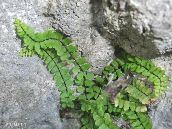 <i>Asplenium trichomanes </i>subsp.<i> hastatum</i> (Christ) S.Jess., 1995 © 