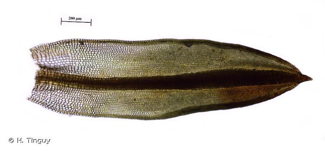 <i>Tortula atrovirens</i> (Sm.) Lindb., 1864 © H. Tinguy