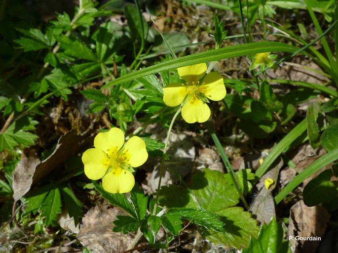 <i>Potentilla erecta</i> (L.) Raeusch., 1797 © P. Gourdain