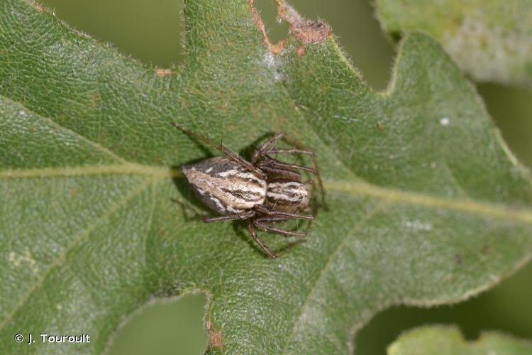 <i>Oxyopes heterophthalmus</i> (Latreille, 1804) © J. Touroult