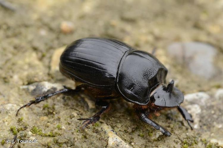 <i>Copris lunaris</i> (Linnaeus, 1758) © J. Touroult