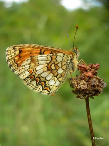 <i>Melitaea parthenoides</i> Keferstein, 1851 © P. Gourdain