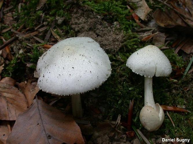 <i>Volvariella hypopithys</i> (Fr.) Moser ex R. Schaffer © D. Sugny