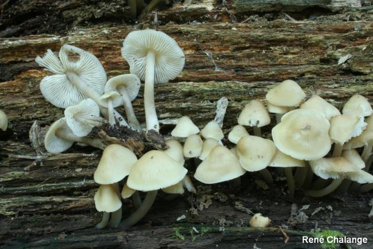 <i>Mycena romagnesiana</i> Maas Geesteranus © R. Chalange