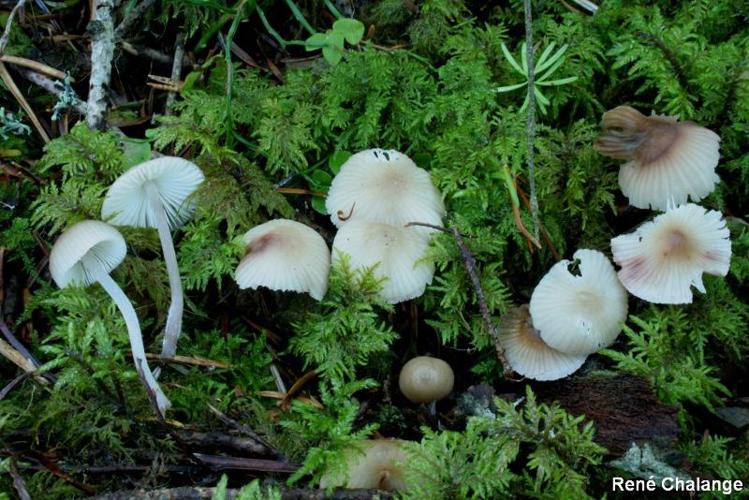 <i>Mycena zephirus</i> (Fr. : Fr.) Kumm. © R. Chalange