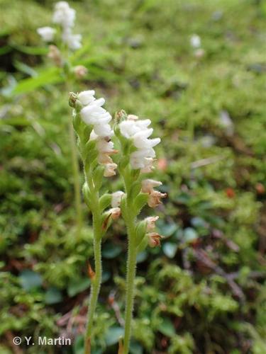 <i>Goodyera repens</i> (L.) R.Br., 1813 © 