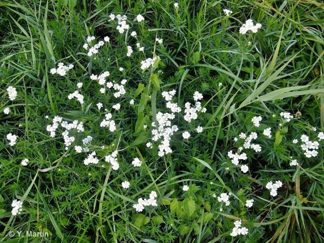 <i>Achillea ptarmica </i>L., 1753 subsp.<i> ptarmica</i> © 