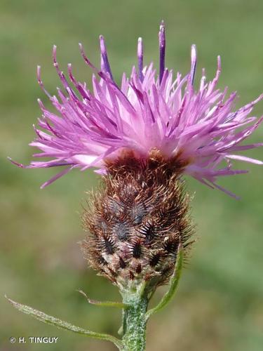 <i>Centaurea nigra</i> L., 1753 © H. TINGUY