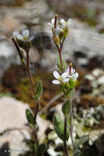 <i>Arabis auriculata</i> Lam., 1783 © A.-H. Paradis & R. Poncet