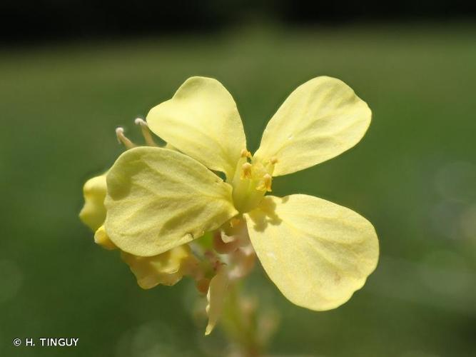 <i>Rapistrum rugosum</i> (L.) All., 1785 © H. TINGUY