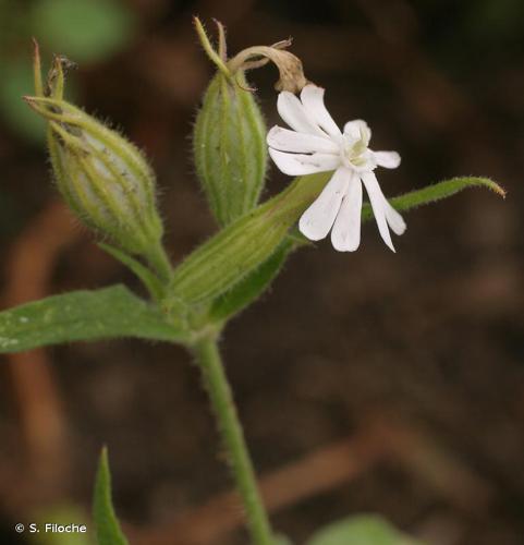 <i>Silene noctiflora</i> L., 1753 © S. Filoche