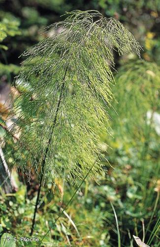 <i>Equisetum sylvaticum</i> L., 1753 © S. Filoche