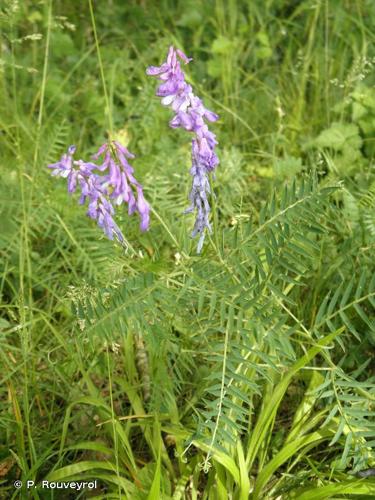 <i>Vicia cracca</i> L., 1753 © P. Rouveyrol