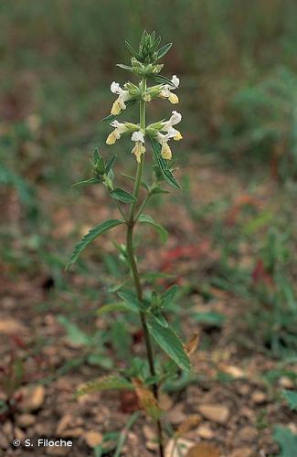 <i>Stachys annua</i> (L.) L., 1763 © S. Filoche