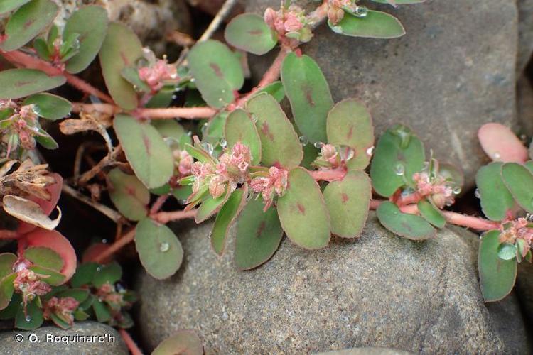 <i>Euphorbia maculata</i> L., 1753 © O. Roquinarc'h