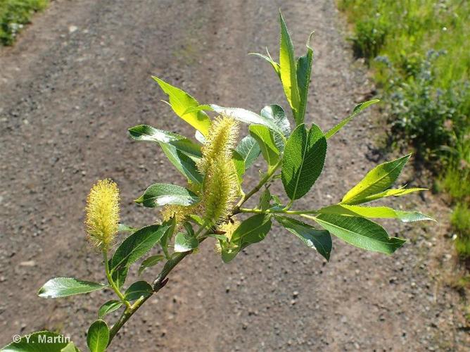 <i>Salix pentandra</i> L., 1753 © 